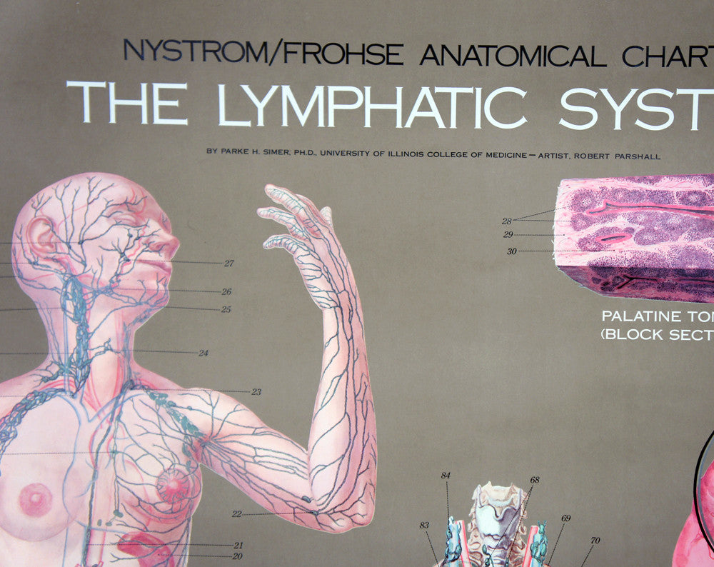 1950's Frohse Lymphatic System Anatomy Wall Chart