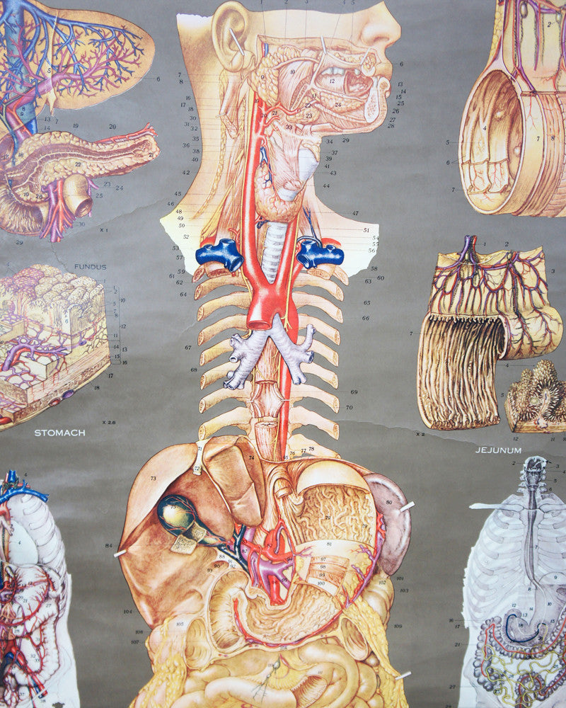 1950's Frohse Digestive System Anatomy Wall Chart