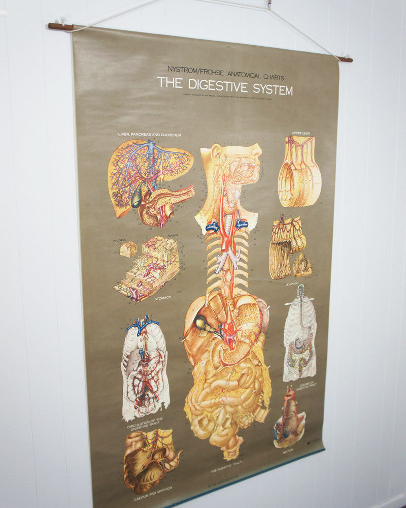 1950's Frohse Digestive System Anatomy Wall Chart