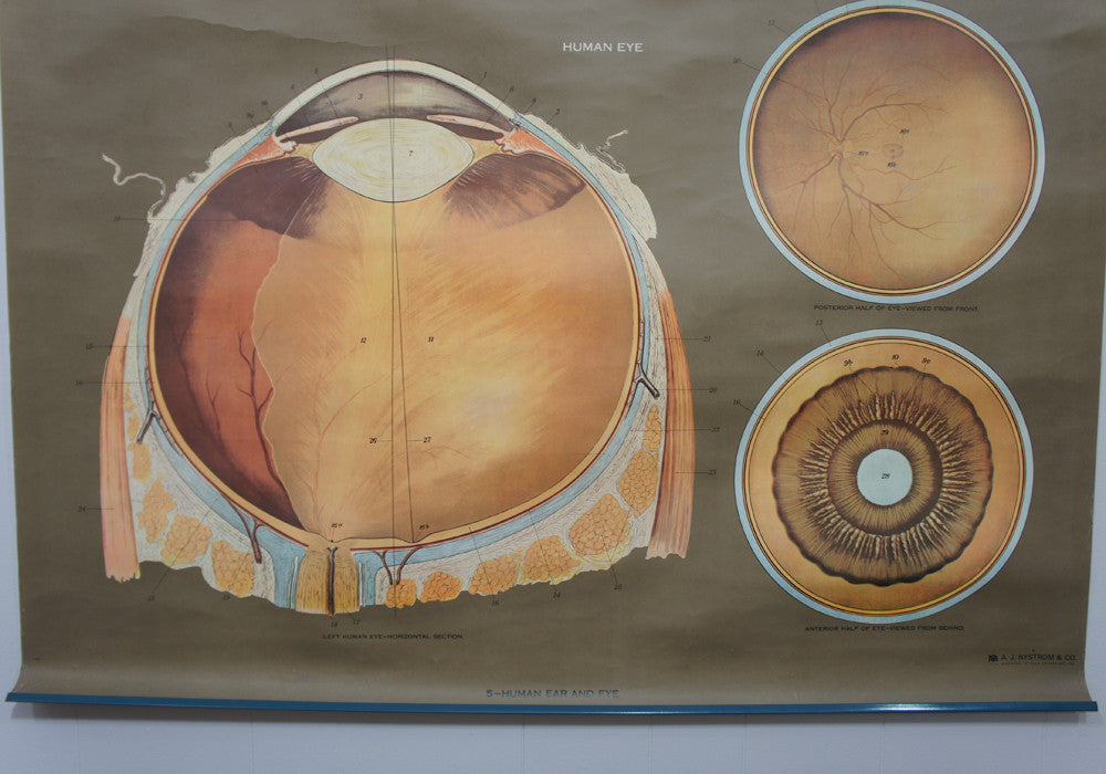 1950's Frohse Human Ear & Eye Anatomy Wall Chart