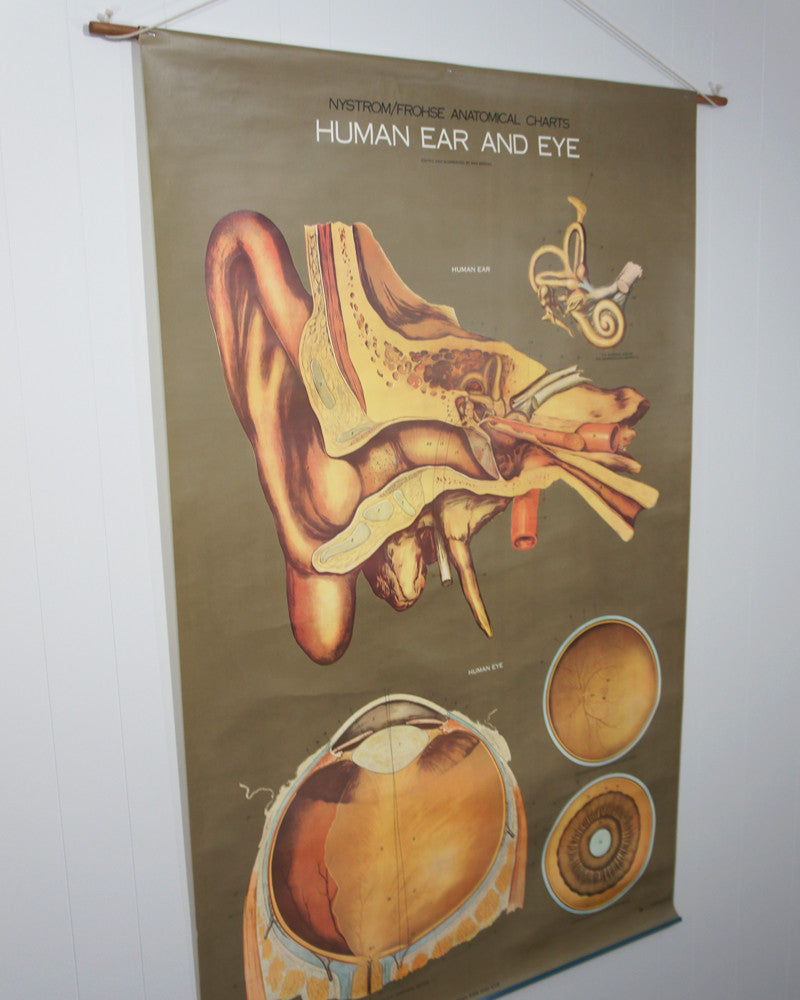 1950's Frohse Human Ear & Eye Anatomy Wall Chart