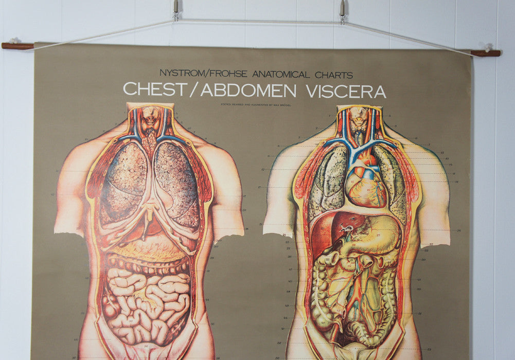 1950's Frohse Chest & Abdomen Viscera Anatomy Wall Chart