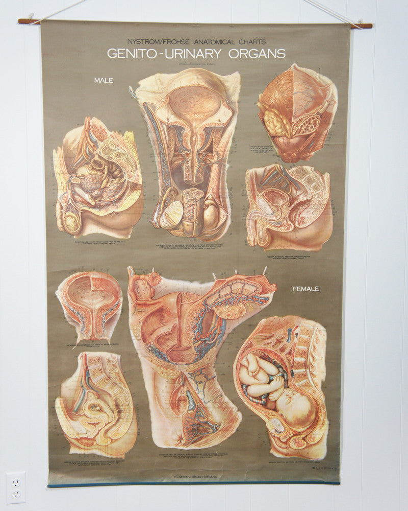 1950's Frohse Genito-Urinary Organs Human Anatomy Wall Chart