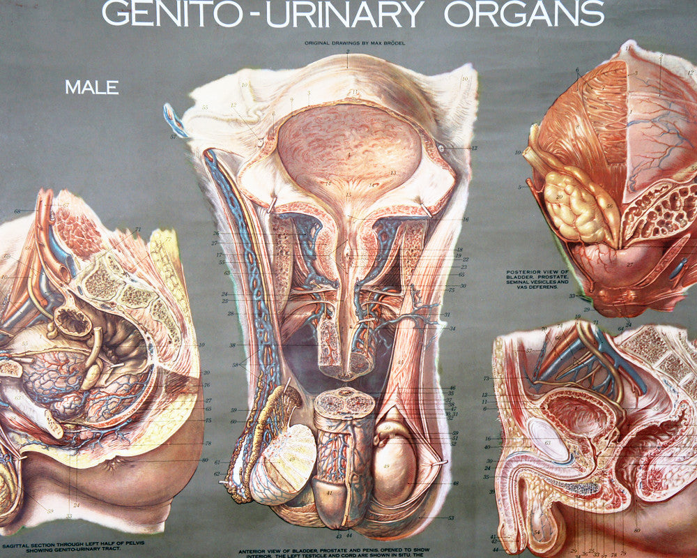 1950's Frohse Genito-Urinary Organs Human Anatomy Wall Chart