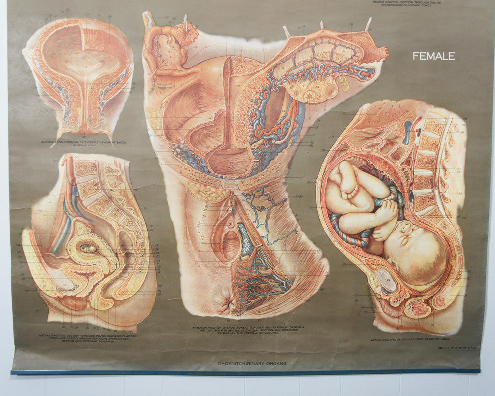 1950's Frohse Genito-Urinary Organs Human Anatomy Wall Chart
