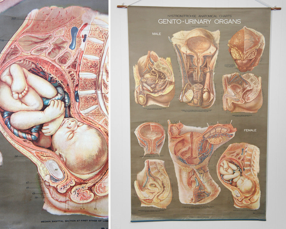 1950's Frohse Genito-Urinary Organs Human Anatomy Wall Chart