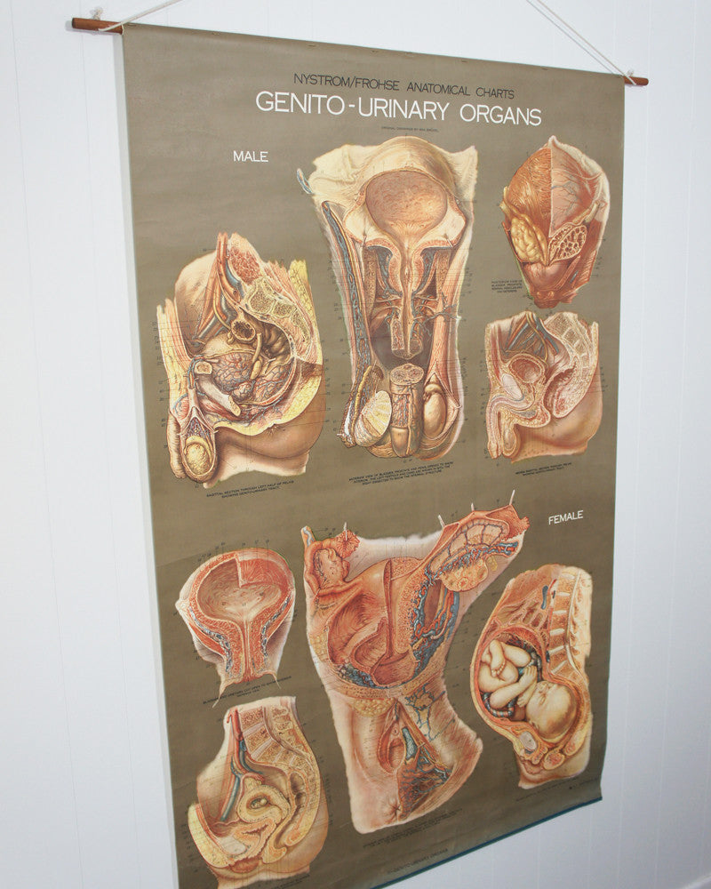 1950's Frohse Genito-Urinary Organs Human Anatomy Wall Chart