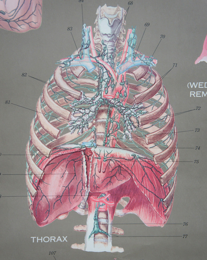 1950's Frohse Lymphatic System Anatomy Wall Chart