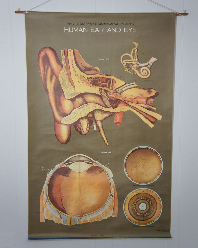 1950's Frohse Human Ear & Eye Anatomy Wall Chart