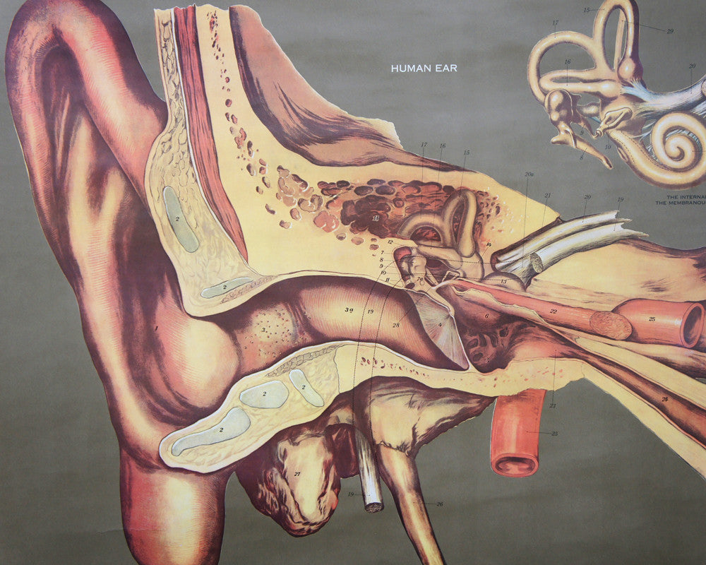 1950's Frohse Human Ear & Eye Anatomy Wall Chart