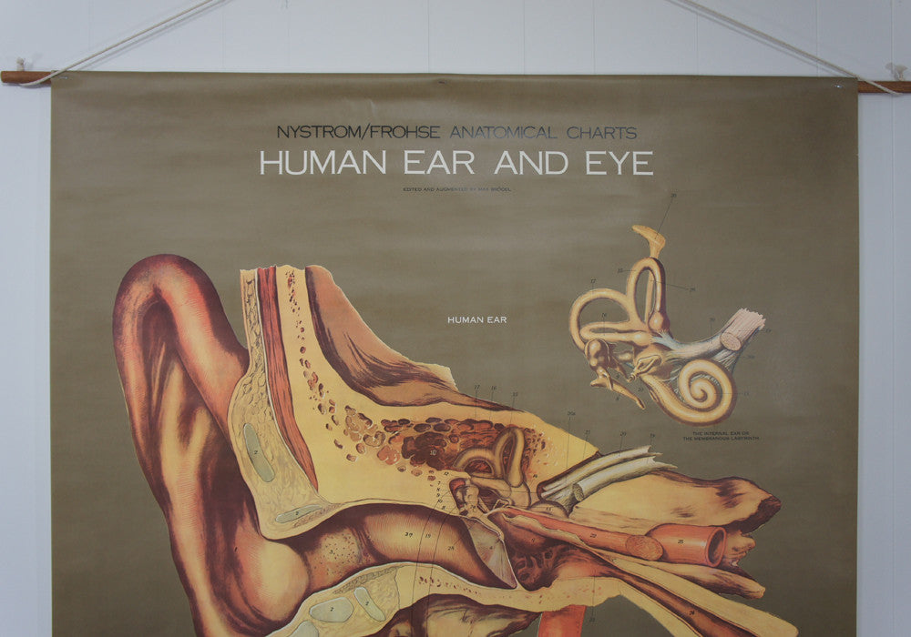 1950's Frohse Human Ear & Eye Anatomy Wall Chart