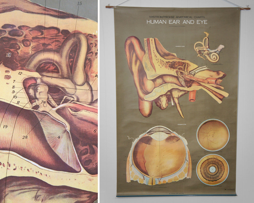 1950's Frohse Human Ear & Eye Anatomy Wall Chart