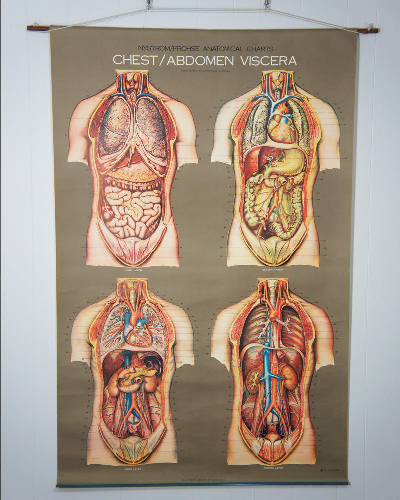 1950's Frohse Chest & Abdomen Viscera Anatomy Wall Chart
