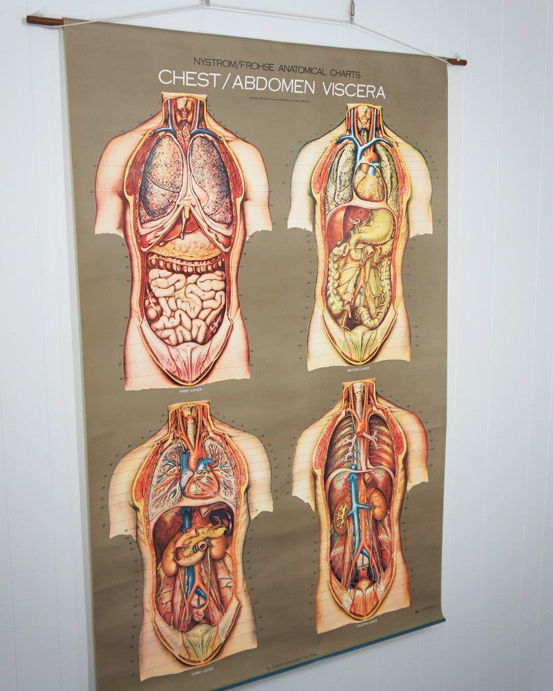 1950's Frohse Chest & Abdomen Viscera Anatomy Wall Chart